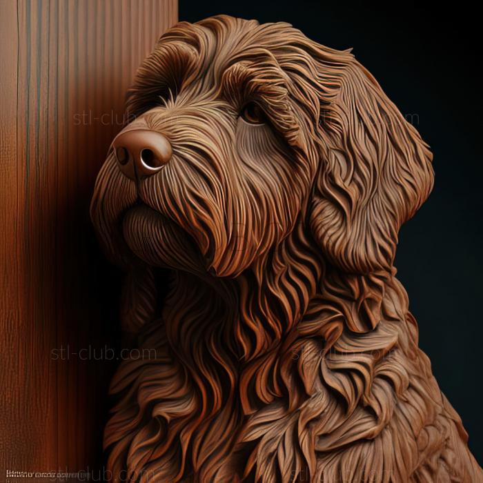 st Barbet dog breed dog